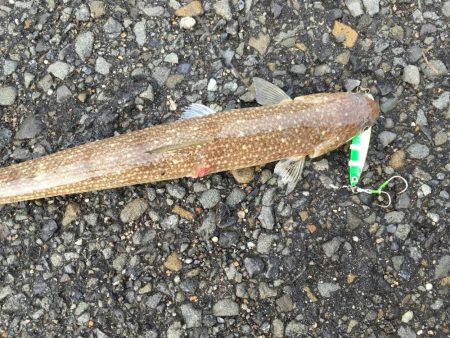 エソはおった。